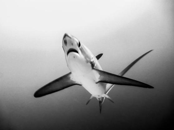 As my underwater photography career was a bit of a disaster...I have stolen this picture of a thresher shark from my dive buddy Matias who took some amazing photos. 